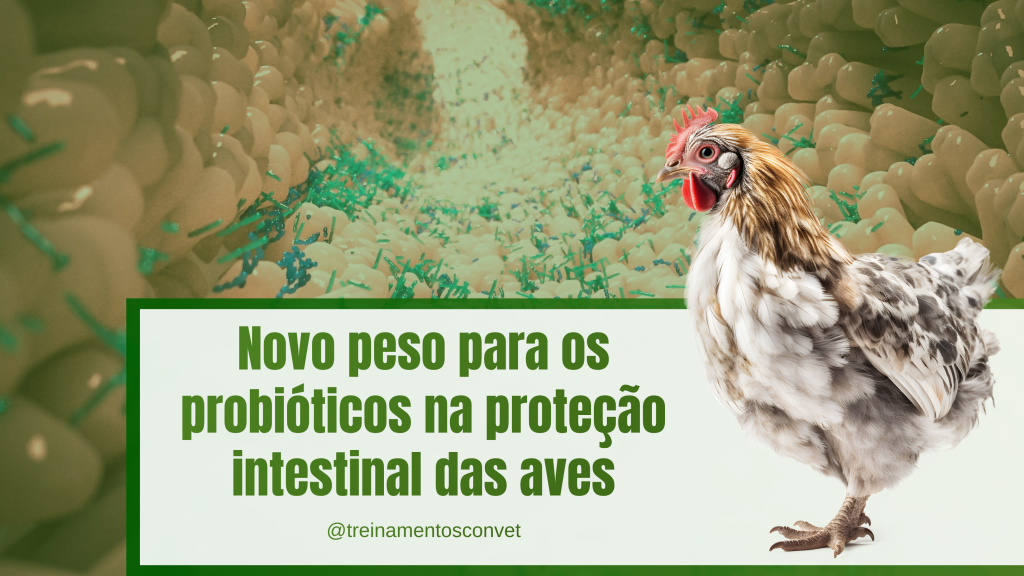 Imagem com fundo em tons de verde mostrando uma galinha em primeiro plano sobre uma representação ampliada do ambiente intestinal. Ao centro, em um quadro branco com borda verde, está o texto: “Novo peso para os probióticos na proteção intestinal das aves”. Abaixo, aparece o perfil “@treinamentosconvet”.