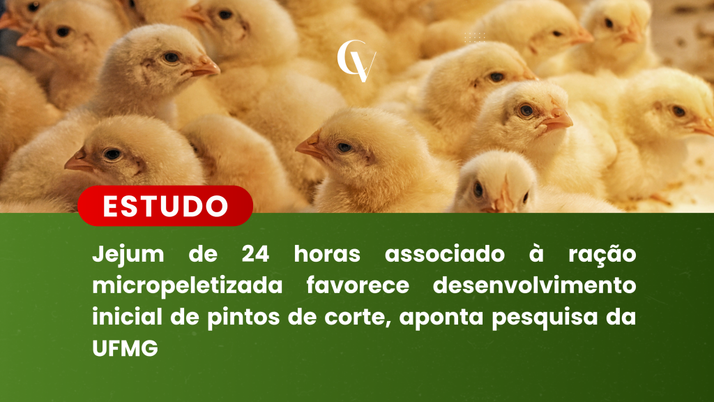 Grupo de pintos de corte amarelos aglomerados ao fundo. Em destaque na parte inferior, sobre um painel verde com a etiqueta vermelha "ESTUDO", está o texto em branco: "Jejum de 24 horas associado à ração micropeletizada favorece desenvolvimento inicial de pintos de corte, aponta pesquisa da UFMG". Na parte superior central, está a logo da marca ("CV").